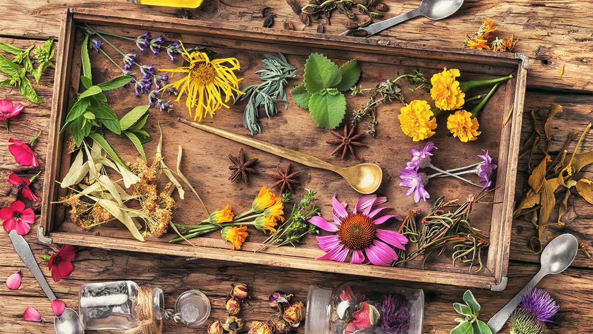 Herbs to Start Your Own Home Apothecary